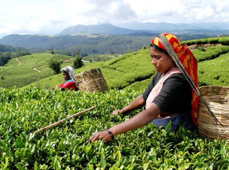 SL launches Ceylon Tea Village' national Progs