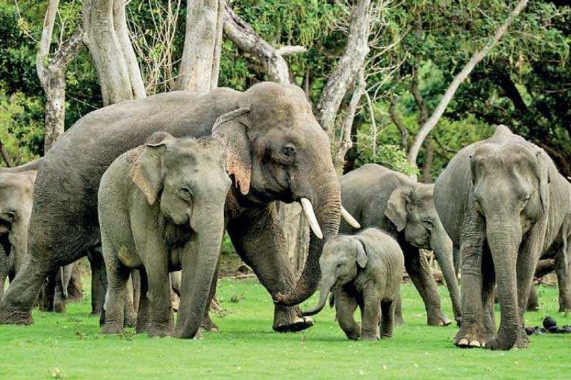 Wild Elephant deaths surge in Sri Lanka